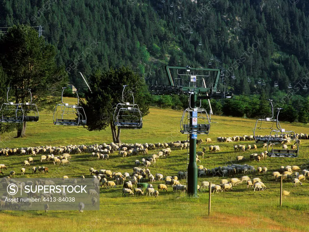 Sheep grazing in a meadow with chairlifts La Molina Spain