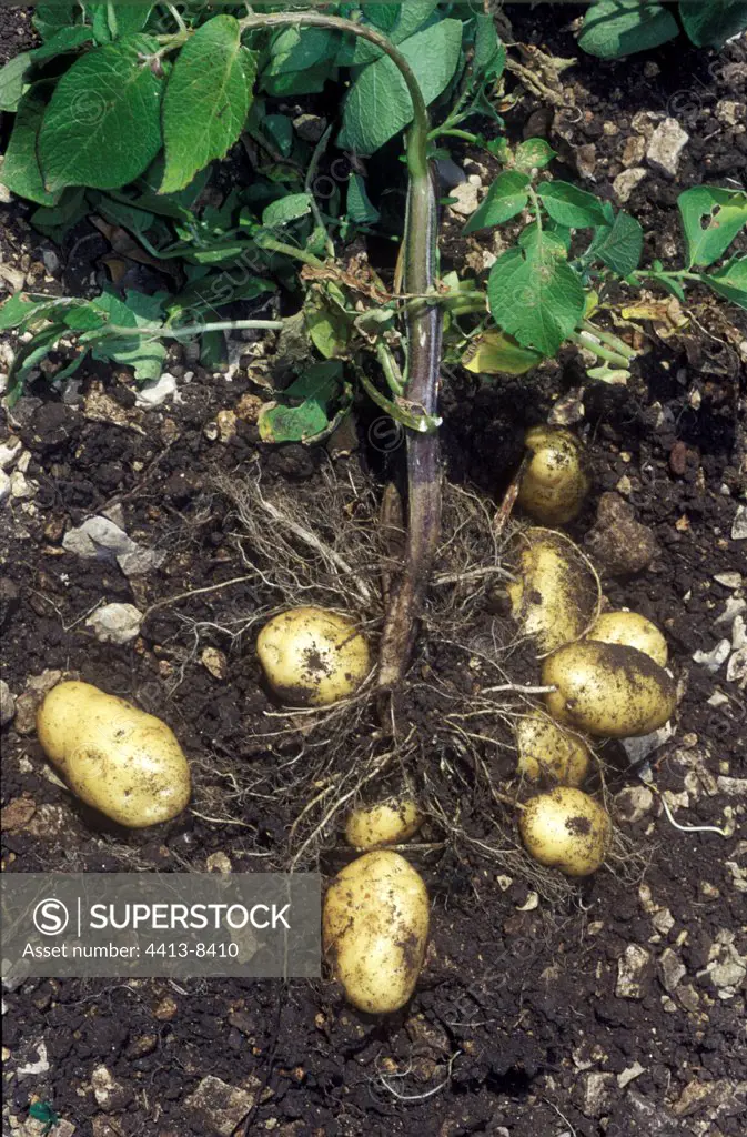 Seedling of Irish potato 'Bintje' France