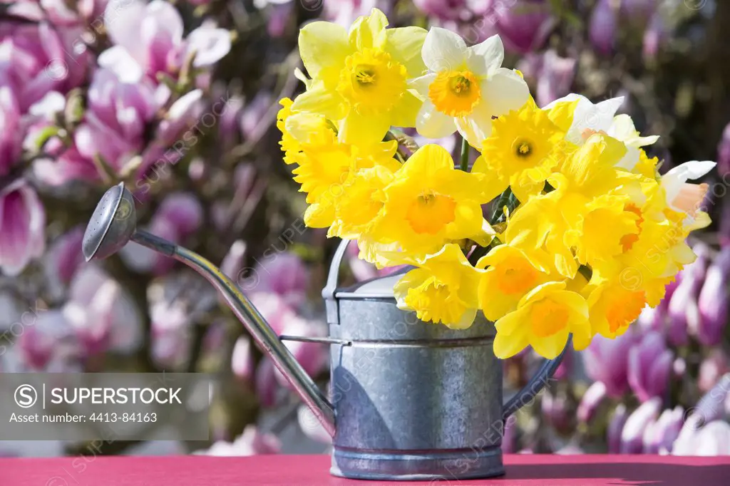 Daffodils in a sprinkling can and Magnolia in flower