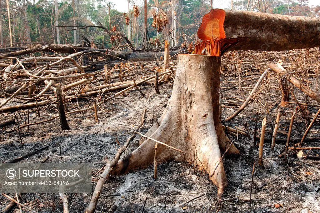 Plot of forest burned for the culture of manioc Brasil