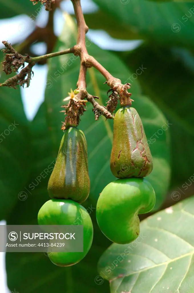 Green cashew nut on the tree in Brazil