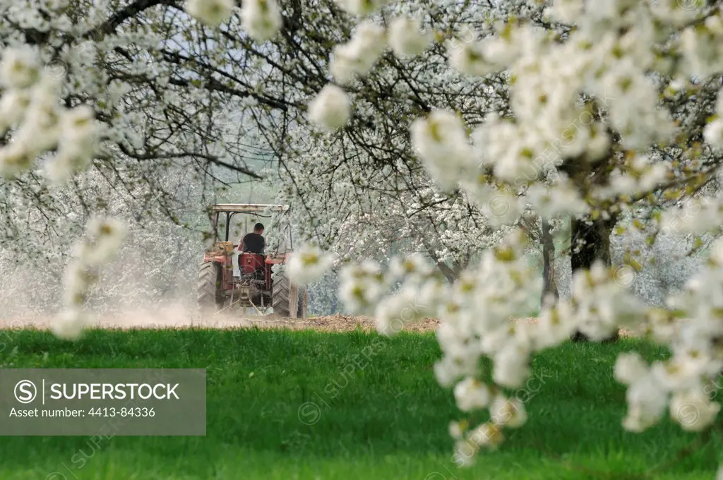 Tractor working in a field and Cherry trees in flowers