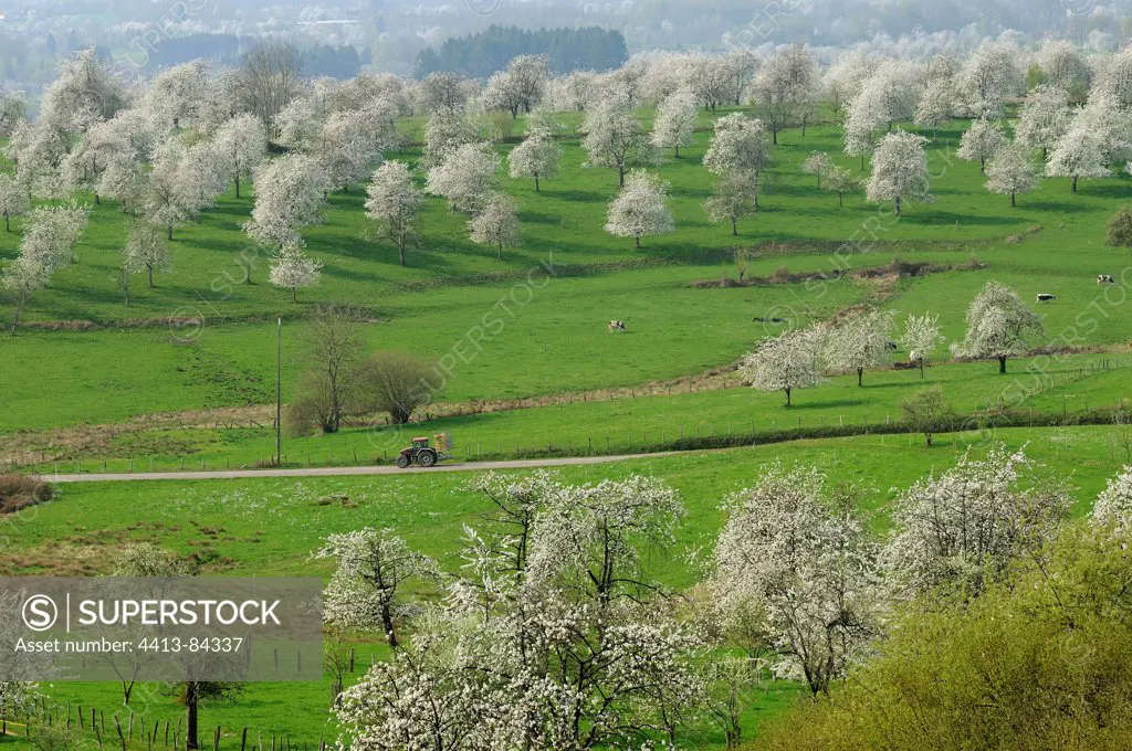 Orchards of Cherry trees in flowers Fougerolles France