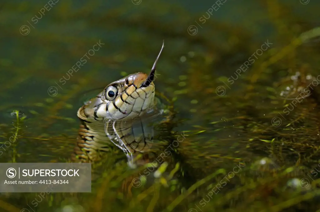 Grass Snake in the water hunting Frogs France