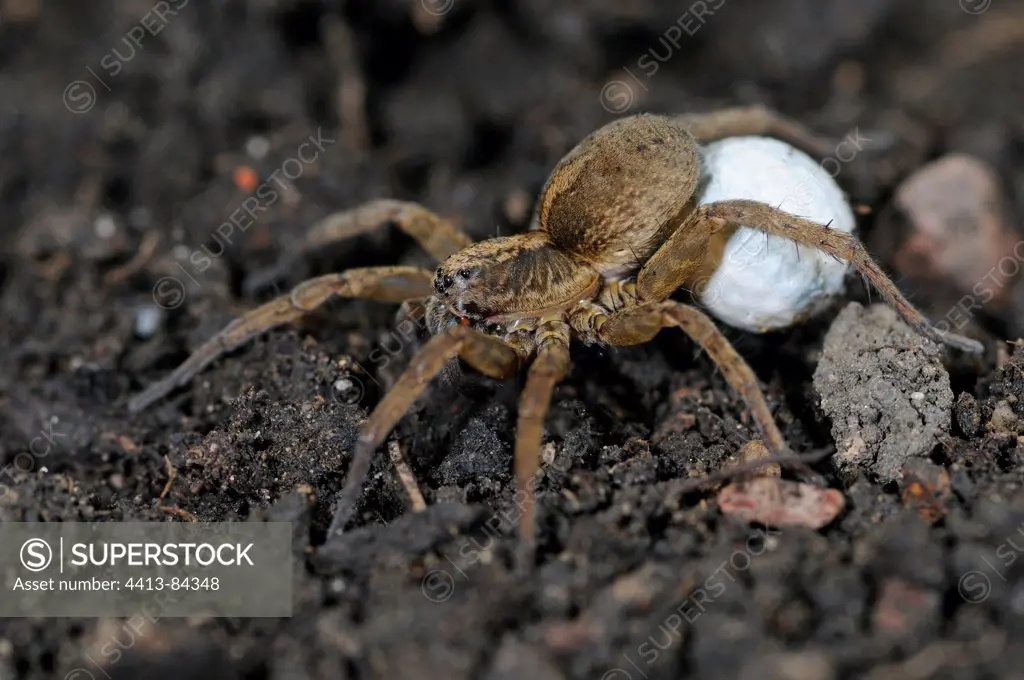Nursery-web Spider on the ground of a garden France