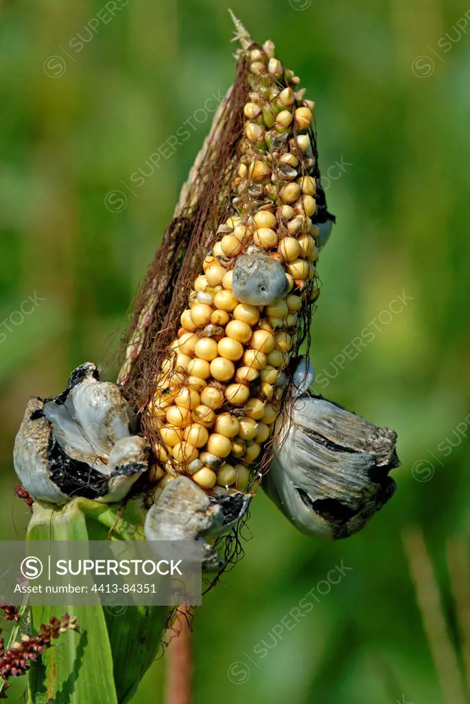 Boil smut in Ustilago on an ear of Corn in a field Romania