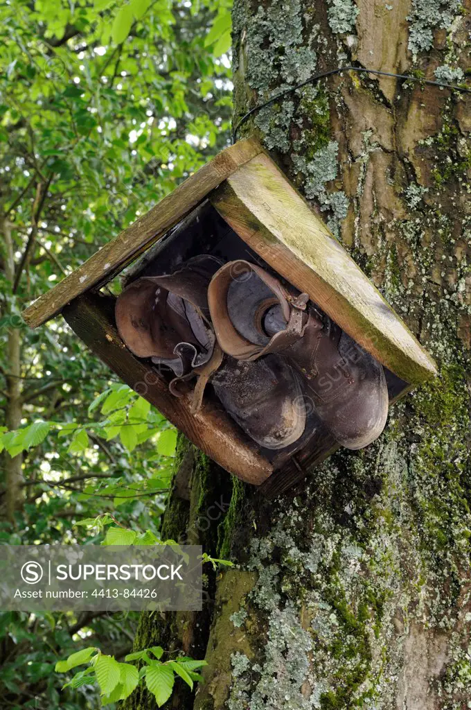 Old footwear used as niche in a tree France