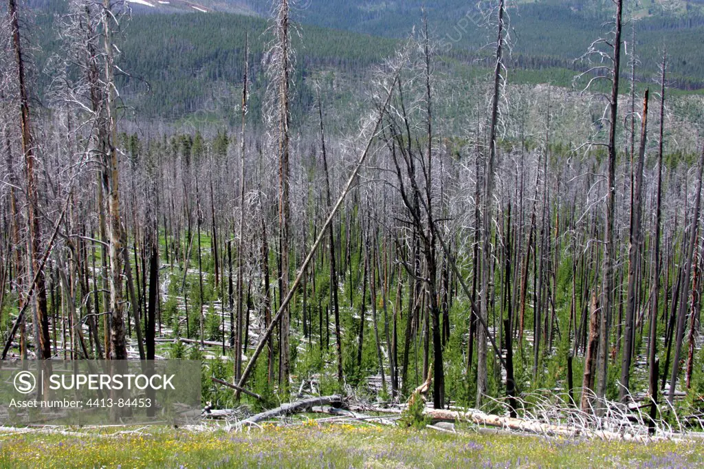 Burned down forest of Yellowstone NP USA