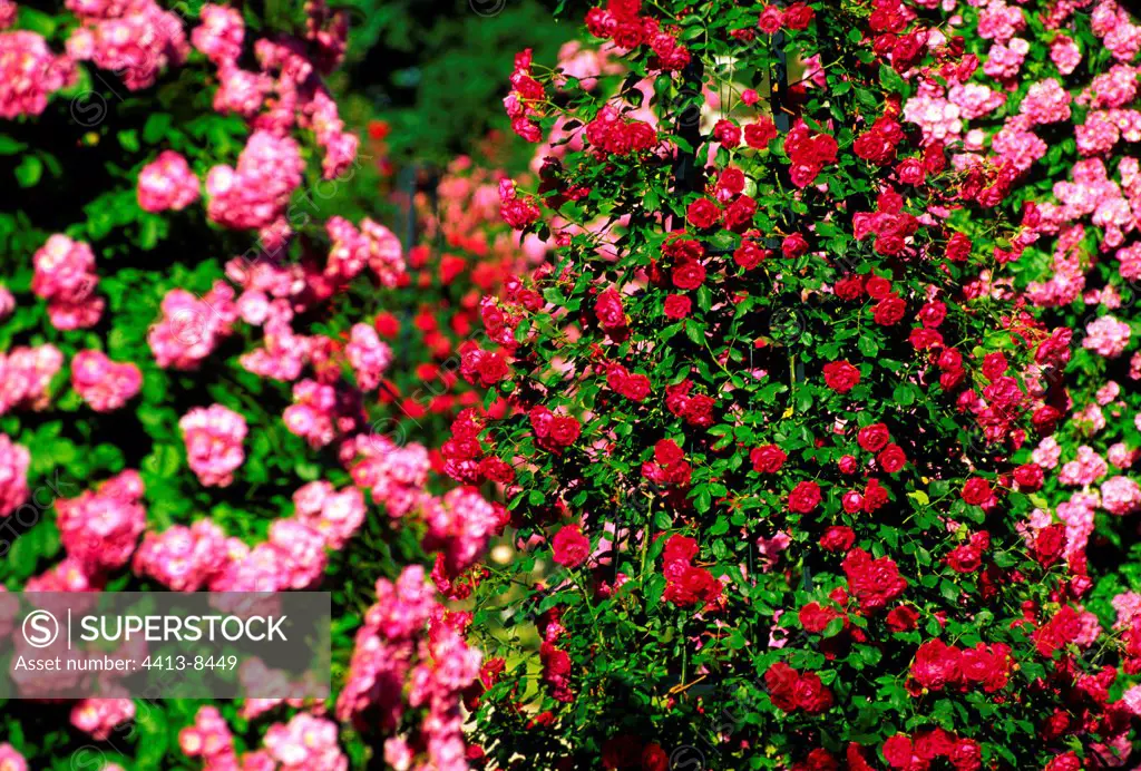 Climbing Rose trees in a rosery France