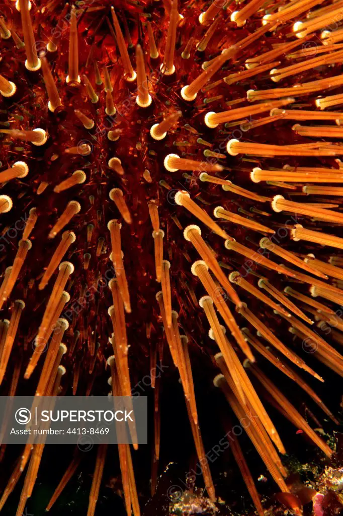 Detail of a Purple sea urchin Mediterranean sea France