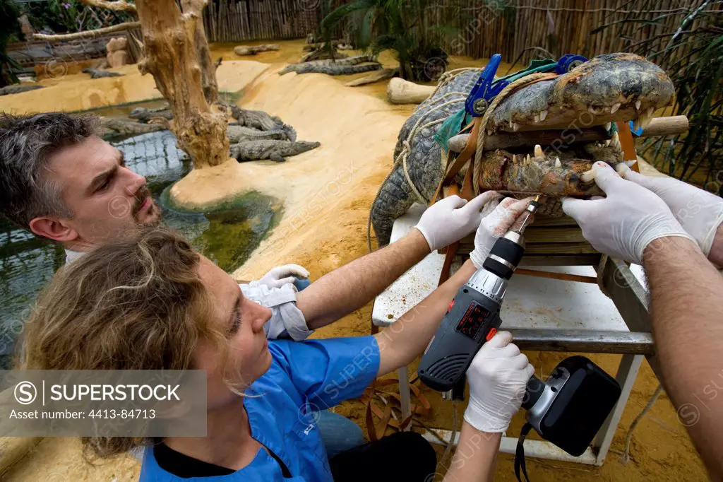 Surgical operation of Crocodile with broken jawbone
