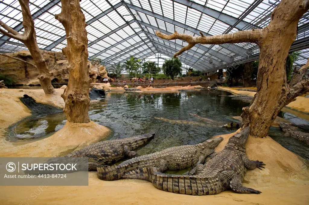 Nil Crocodiles at rest on bank in captivity
