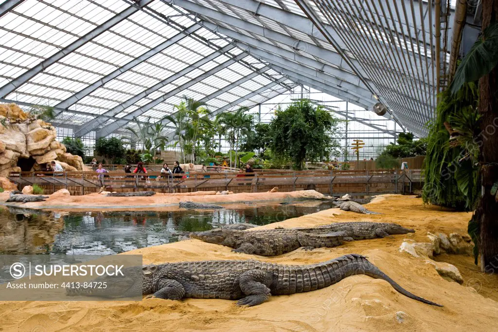 Nil Crocodiles at rest on bank in captivity