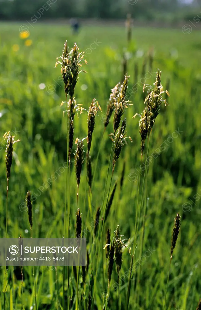 Sweet vernalgrass in bloom France
