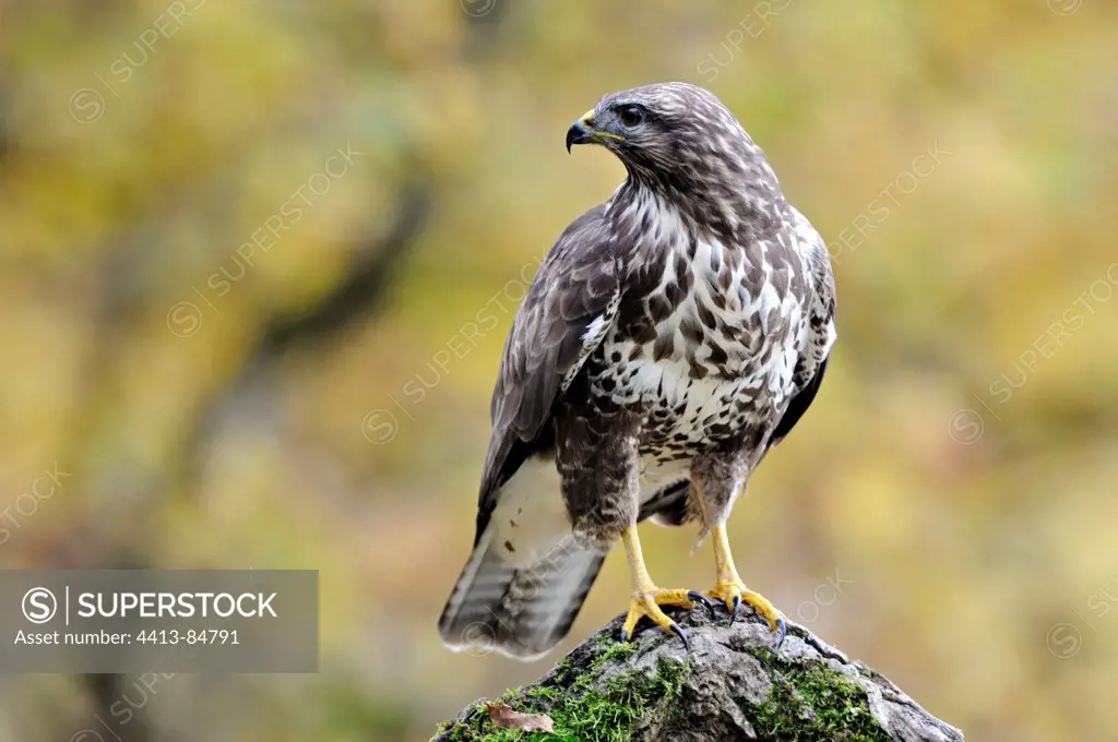 Western Steppe-Buzzard on branch Limousin France
