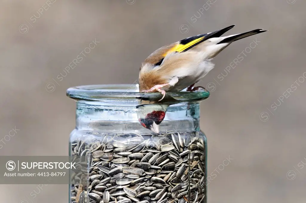 Goldfinch eating sunflower seeds in pot Limousin France