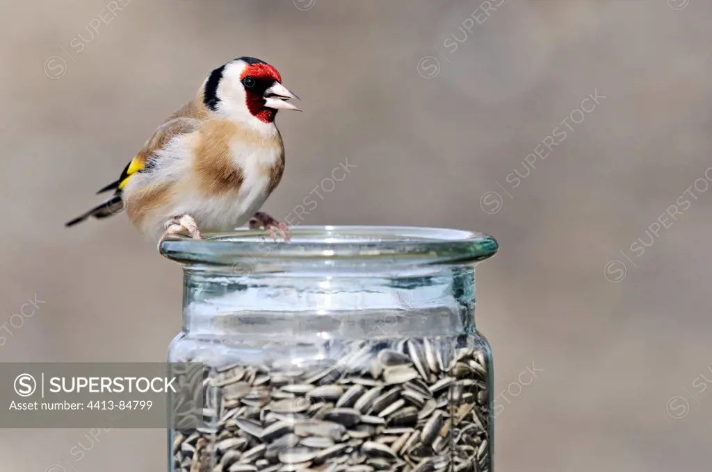 Goldfinch eating sunflower seeds in pot Limousin France