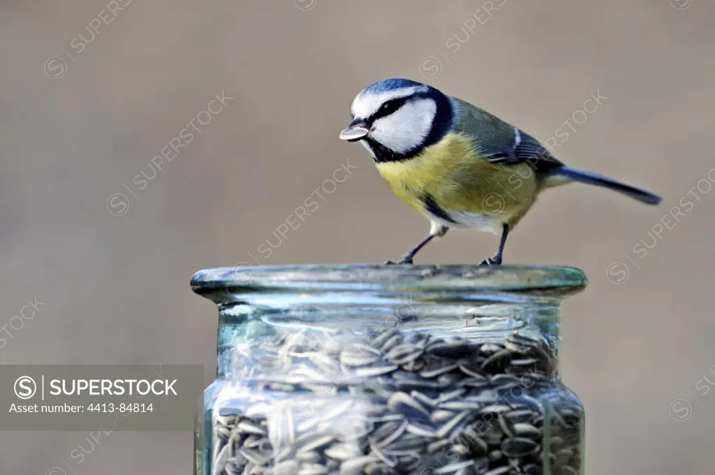 Blue Tit eating sunflower seeds in winter Limousin France