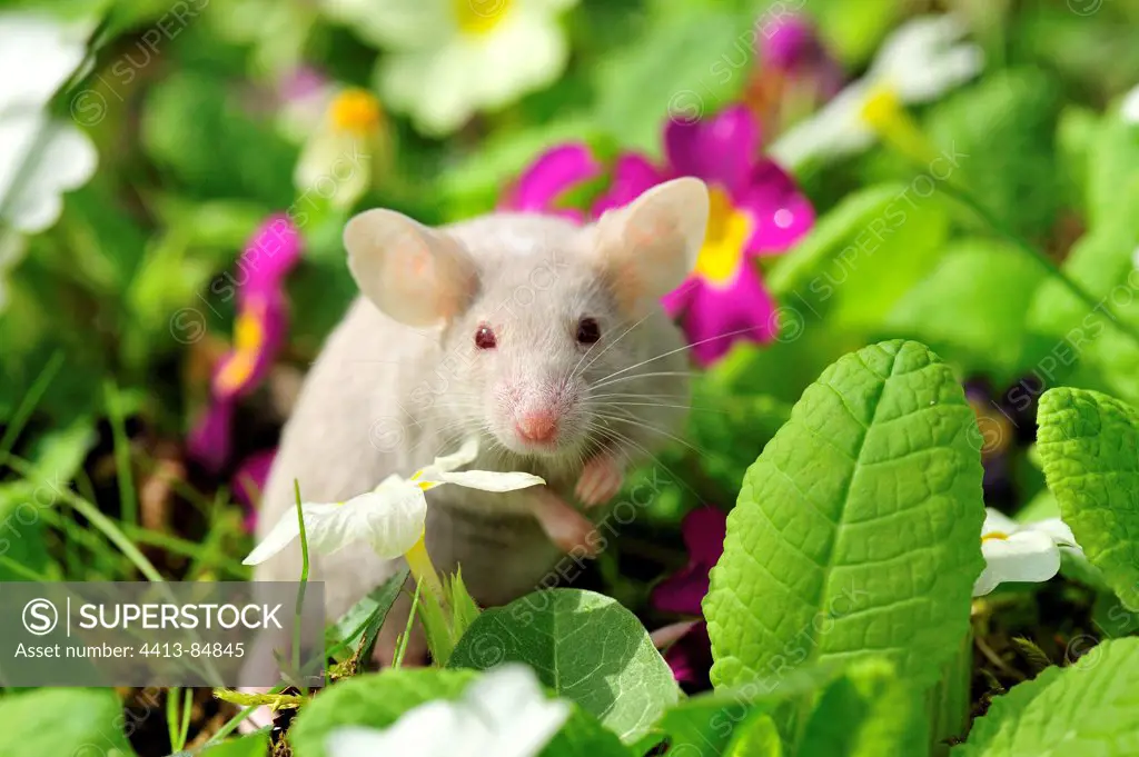 House Mouse in Primroses