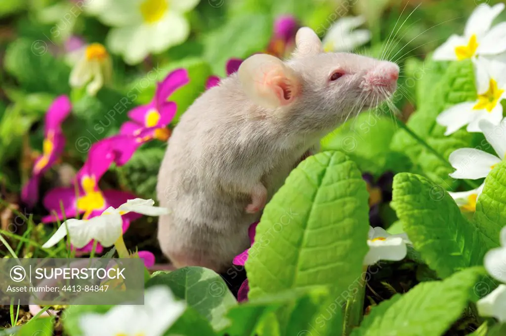 House Mouse in Primroses