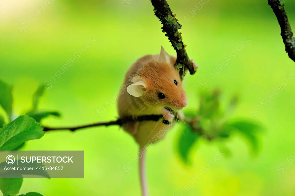 Small House Mouse hung on a small branch of Apple-tree