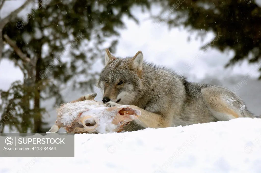 Grey Wolf gnawing at a skull of cervid in snow Sweden
