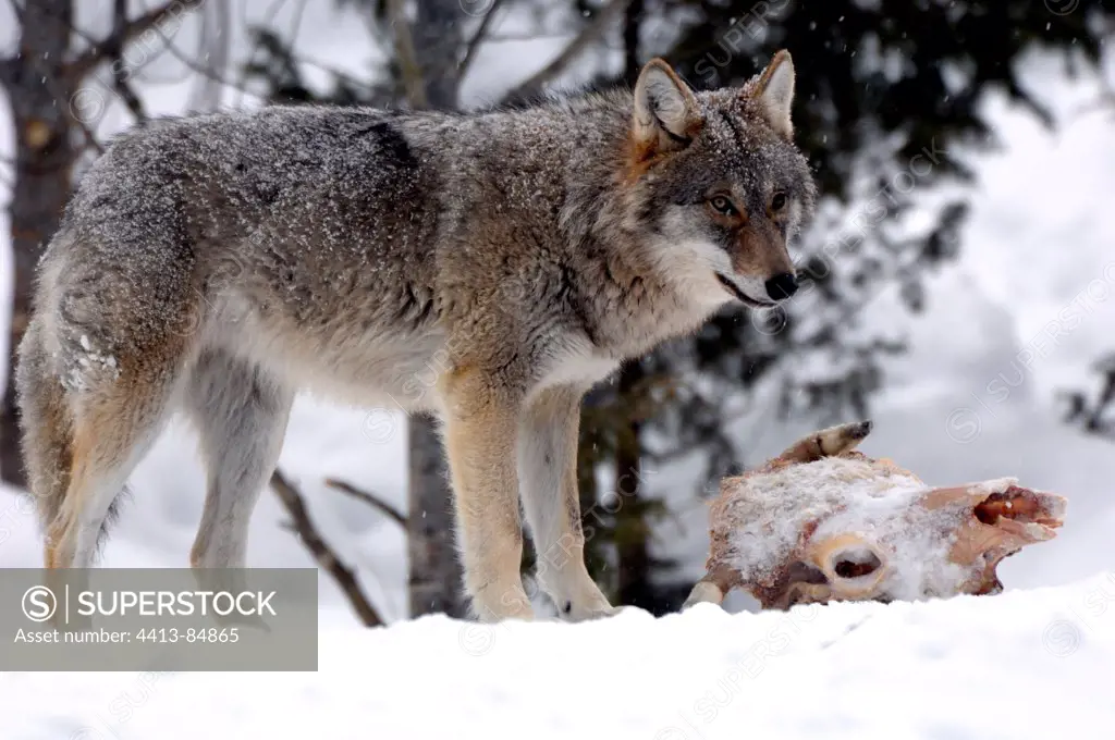 Young Grey Wolf near a skull of cervid in snow Sweden