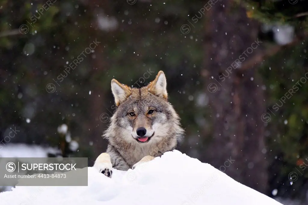 Wolf of Eurasia in snow in Sweden