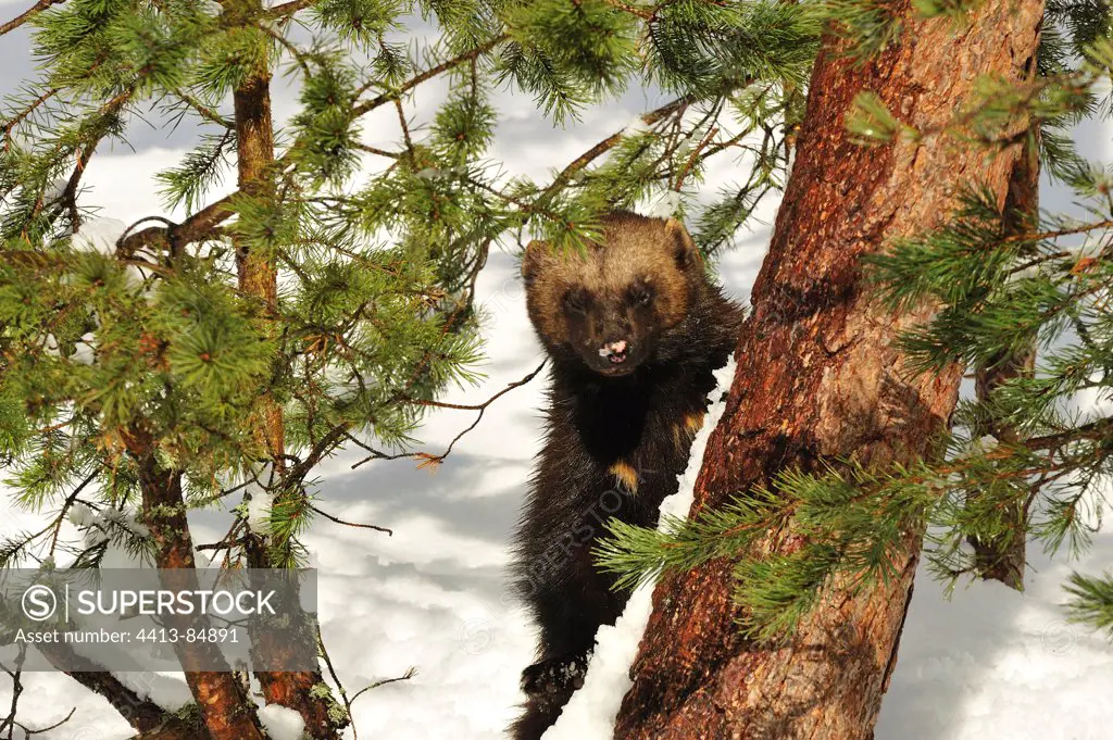 Wolverine hidden behind a pine in snow Sweden