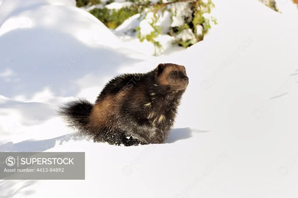 Wolverine crossing a snowfield Sweden