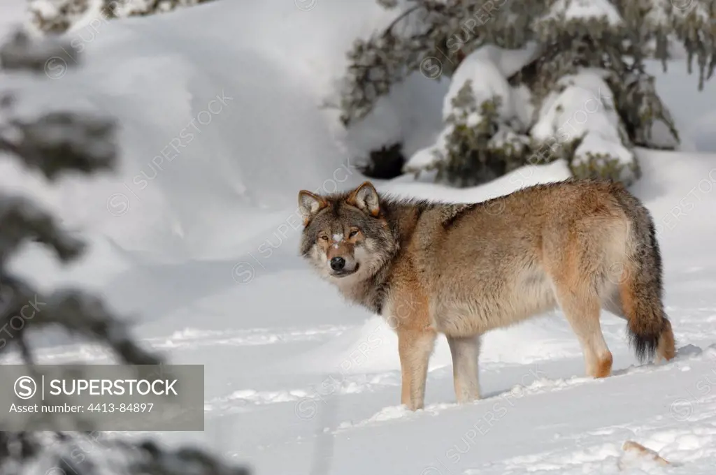 Grey Wolf alpha in a snowy glade Sweden