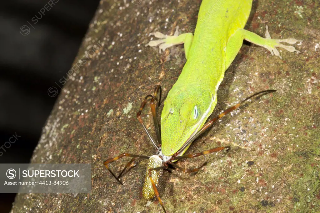 Anolis on the point to capture a Spider