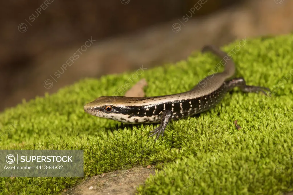 Lizard NP Bahoruco Dominican Republic