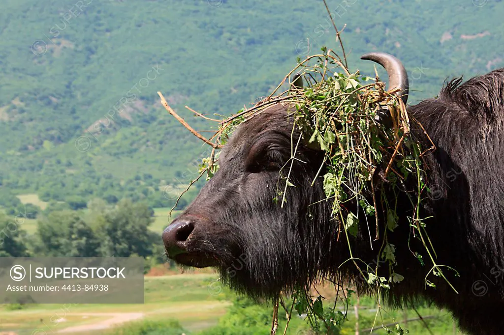 Domestic water buffalo with plants on head Kerkini Greece