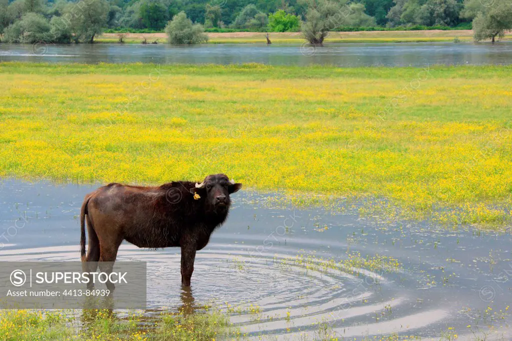 Domestic water buffalo at the edge of lake Kerkini Greece