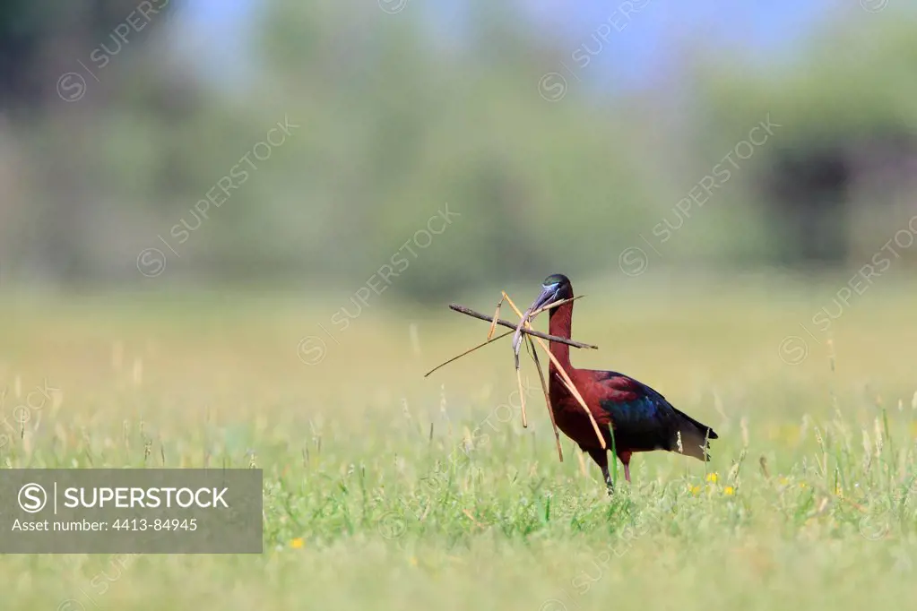 Glossy ibis with material for is nest Lake Kerkini Greece
