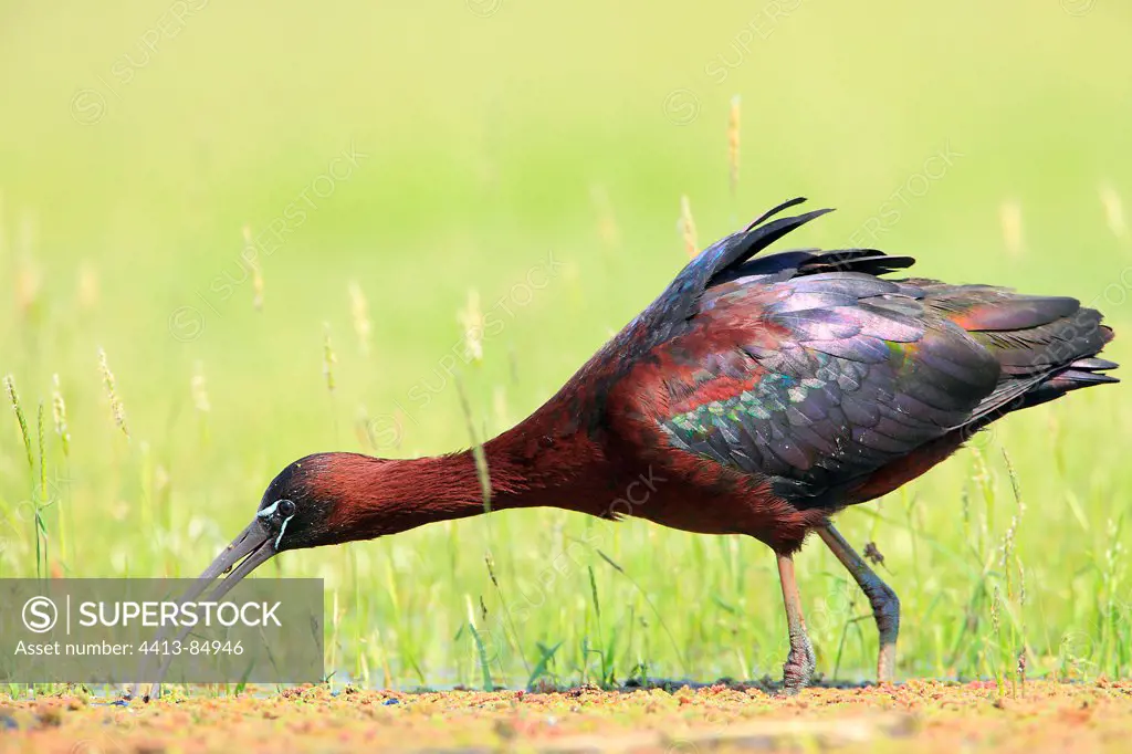 Glossy ibis eating on wet meadow Lake Kerkini Greece