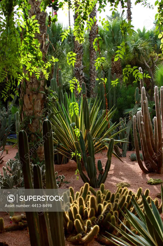 Various Cactus in the Majorelle Garden Marrakech Morocco