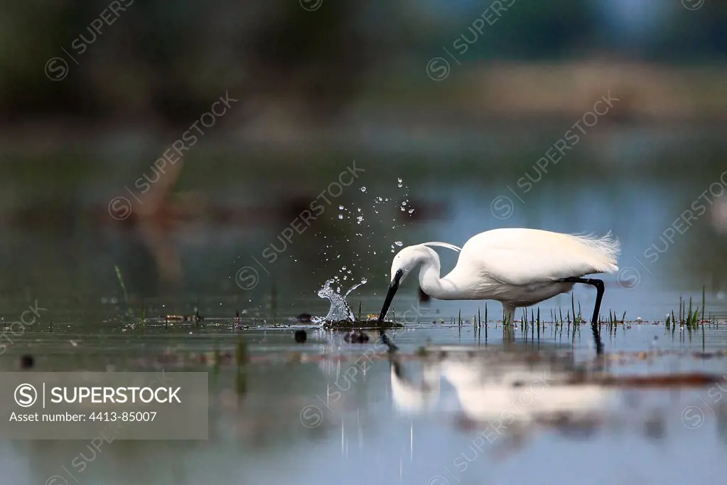 Little Egret fishing Kerkini lake Greece