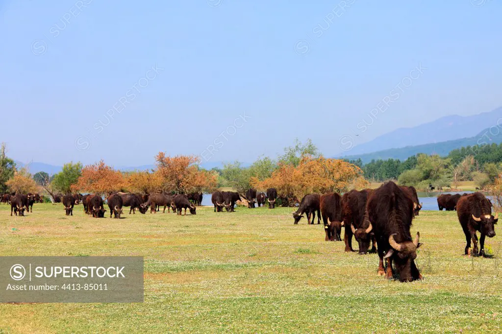 Water Buffaloes on Strimonas riverbank Kerkini lake Greece