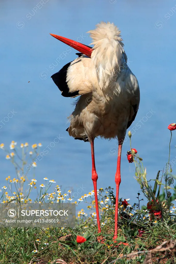 White Stork Kerkini lake Greece
