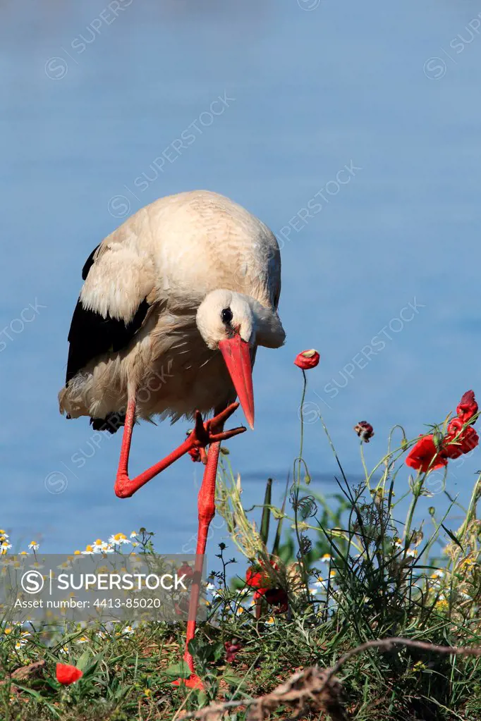 White Stork Kerkini lake Greece