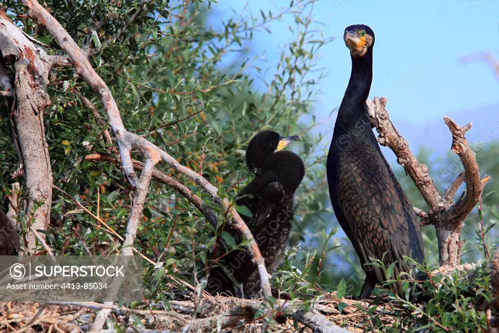 Great Cormorant and chick at nest Kerkini lake Greece