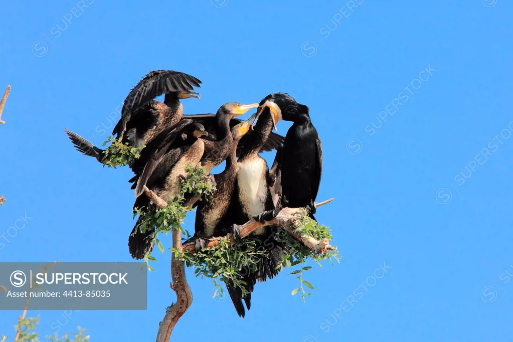 Great Cormorant fedding chicks Kerkini lake Greece