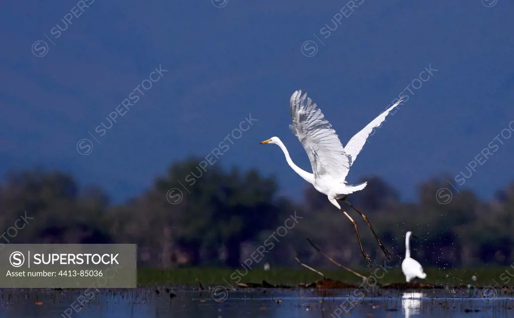 Great Egret flying away Kerkini lake Greece