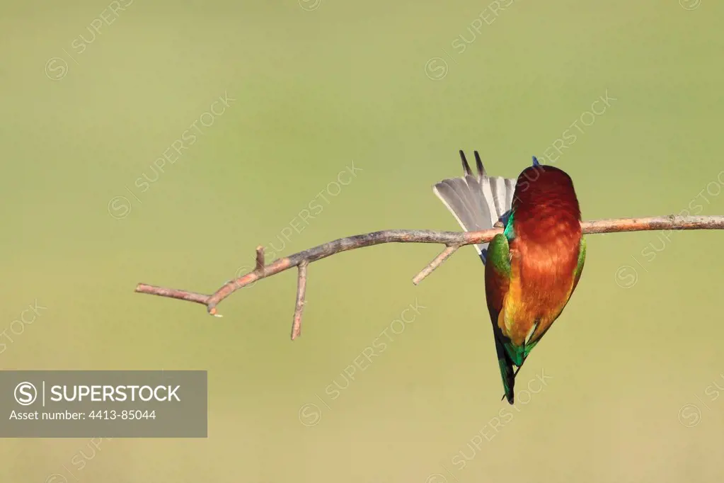 European Bee-eater on a branch Kerkini lake Greece