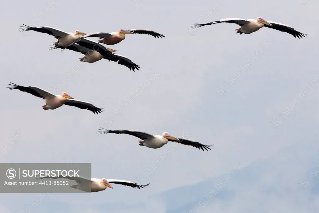 Great White Pelicans flying Kerkini lake Greece