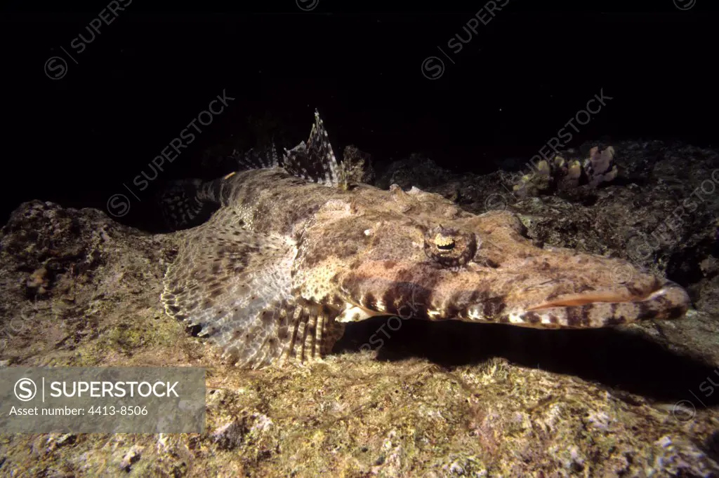 Tentacled flathead on a sea bottom Red Sea Egypt