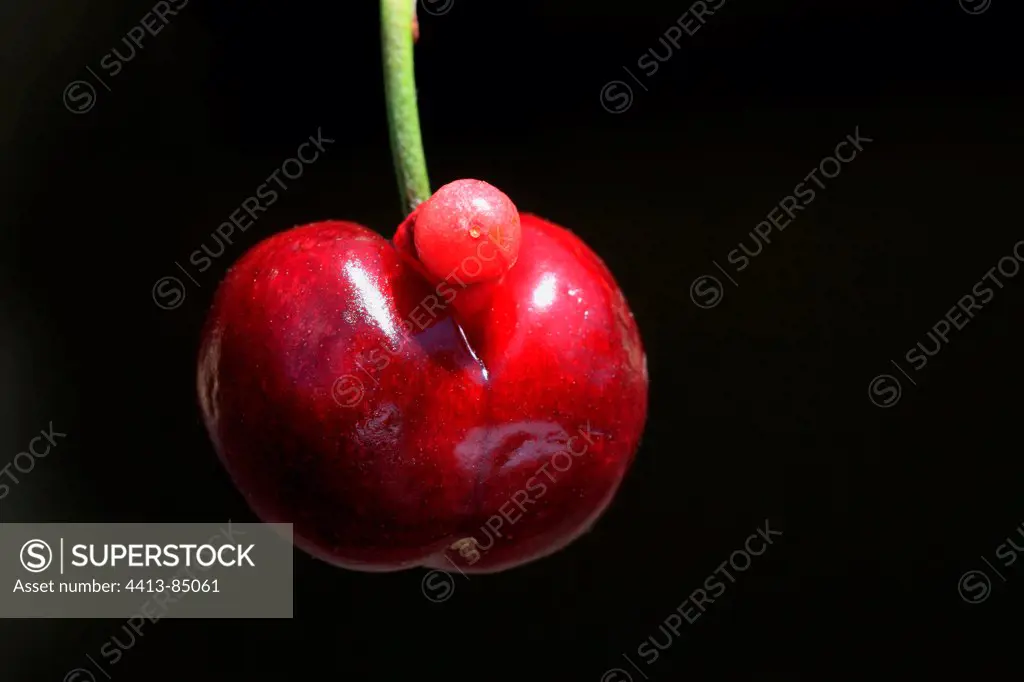 Double cherry