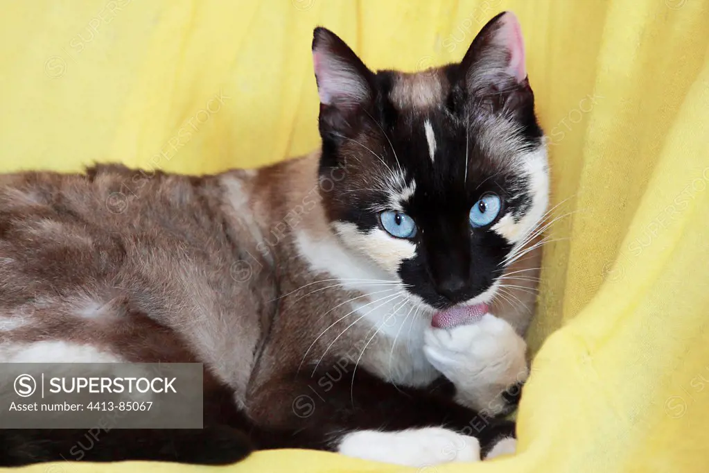 Blue eyes cat grooming France